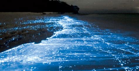 The Glowing Beach Maldives A Glow In The Dark ~ Amazing World
