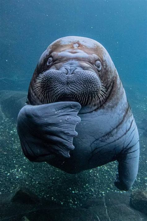 Pin By Mimi On Sea Life In 2020 Walrus Interesting Animals Animals
