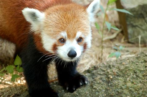 Free Images Red Panda Cute Ears Whiskers Paws Wildlife Fur