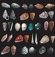 The neural origins of shell structure and pattern in aquatic mollusks ...