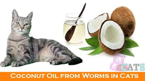 Abode for pets says that while your cat can untangle the fur themselves, you can opt to rub the tangled hair between your thumb and. Coconut Oil for Cats and its Advantages | Can Cats Have ...