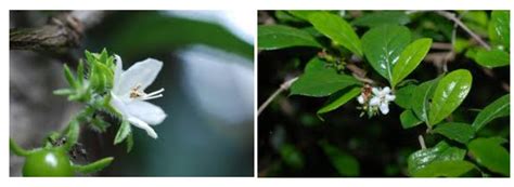 Health Alert Tsaang Gubat Ehretia Microphylla Lam Description And Uses