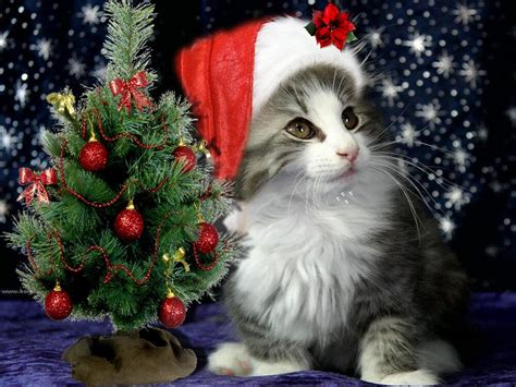 Set Of 4 Kitten Cat Christmas Tree Greetings Stationery