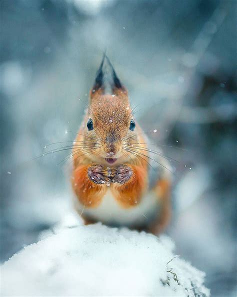 Photographer Captures Enchanting Photos Of Finlands Forest Animals In