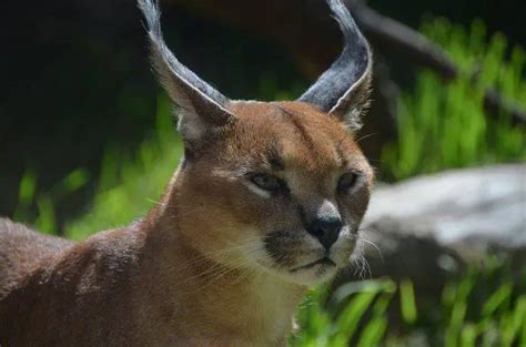 El Caracal Que Come Donde Vive Características Y Curiosidades Vida