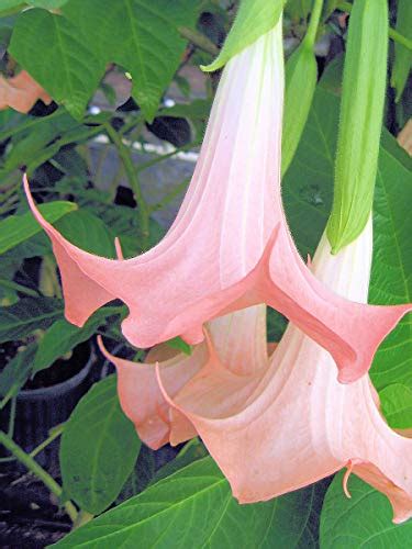 Dwarf Cherub Brugmansia Angels Trumpet Live Tropical Plant Pink