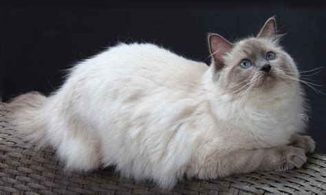 Ragdoll Cute Cats Cute Cats