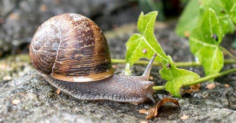 Snail Lifespan How Long Do Snails Live A Z Animals