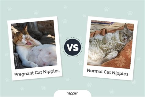 Pregnant Cat Nipples Vs Normal Cat Nipples Whats The Difference