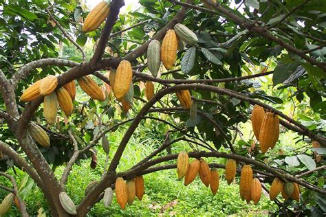 Wild Cocoa Fruit Pisatahua