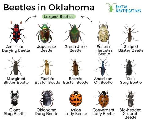 types of beetles in oklahoma with pictures