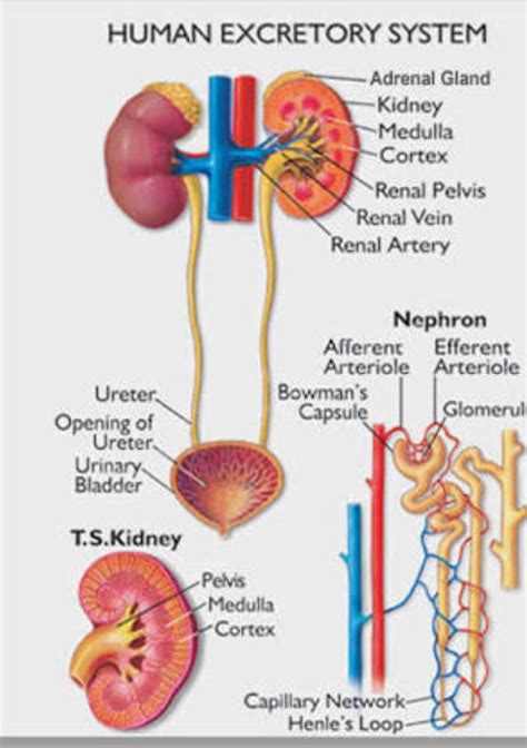 Labelled Diagram Of Excretory System
