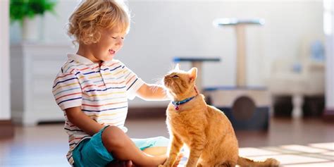 Child Playing With Cat At Home Kids And Pets Cuinsight