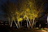 Landscape Lighting Trees Images