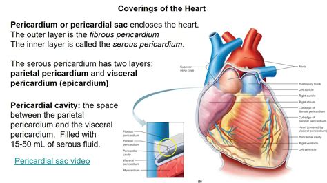 Heart Function Pericardial Sac And Location Youtube