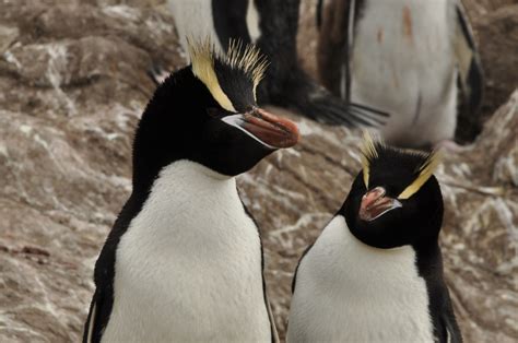 Counting Penguins On Antipodes Island Conservation Blog