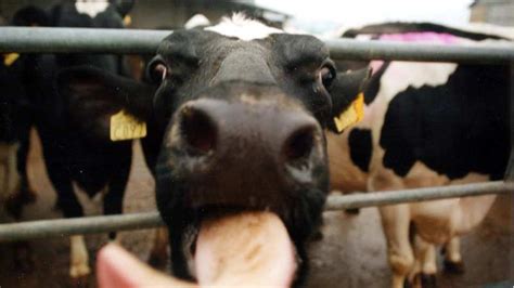 Un Cas De Vache Folle Détecté En Irlande Les Echos