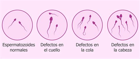 Las 4 Fases De La Espermatogénesis Y Sus Funciones