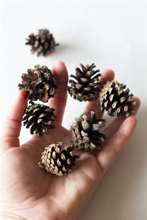 Adorable Miniature Natural Pine Cones 150 Untreated Etsy
