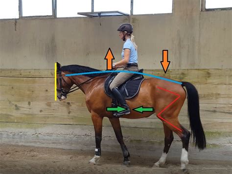 Working On Rein Back With Your Horse Equitopia Center Rider Resources