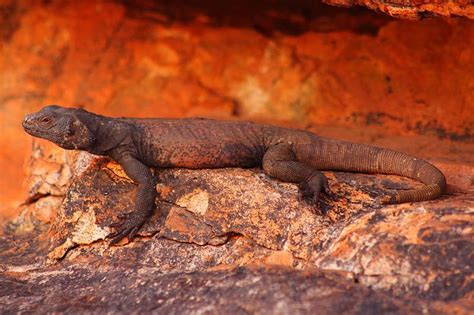 The Chuckwalla Of South Eastern United States And Northern Mexico Has