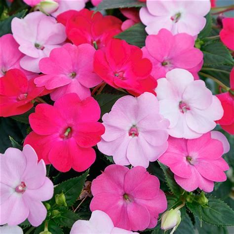 Sunpatiens Compact Red Variety Pictures