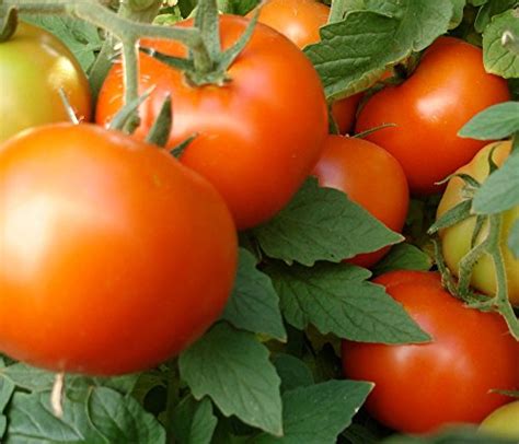 Bush Early Girl Hybrid Tomato 150 Seeds 1884 Item Upc650348692148
