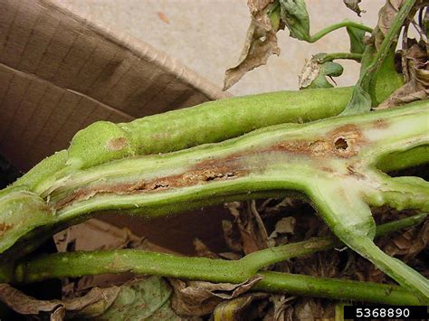 Bacterial Wilt And Canker Of Tomato Minnesota Department Of Agriculture