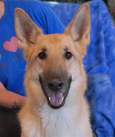Bella A Magnificent Young German Shepherd For Adoption