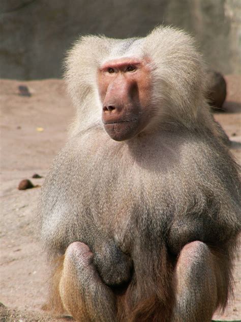 Mono Papión Mundoanimalmx Compra Venta De Venados Y Animales