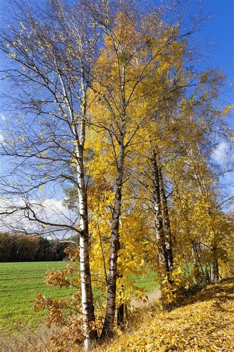Birch Tree In Autumn Stock Photo Image Of Environment 75394676