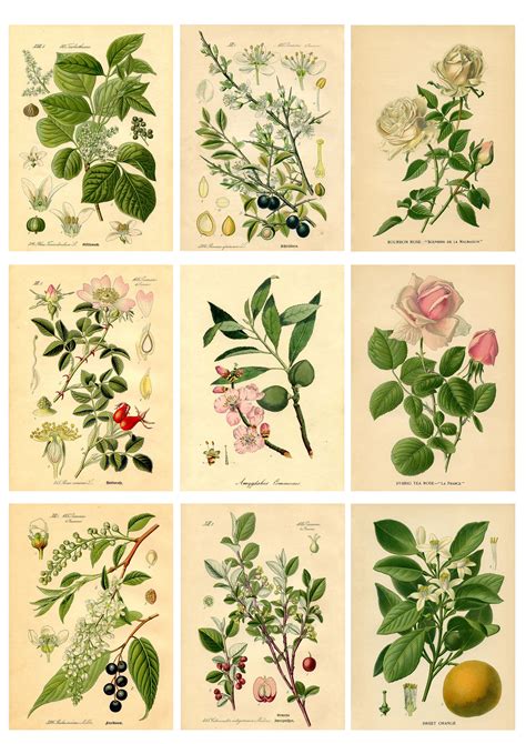 Botanical Stickers Botanical Printables Botanical Prints Free