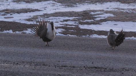 greater sage grouse leking 2 greater sage grouse cocks in … flickr