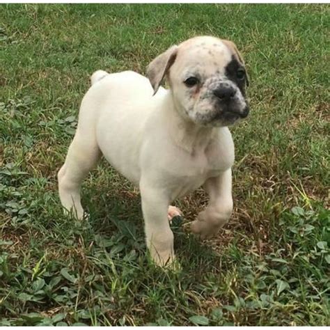 The english bulldog is an affectionate, loving companion breed with a sociable and sweet personality. Blue Ribbon Olde English Bulldog puppies for Sale in ...