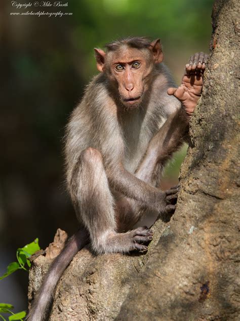 Bonnet Macaque Macaca Radiata Mike Barth Flickr