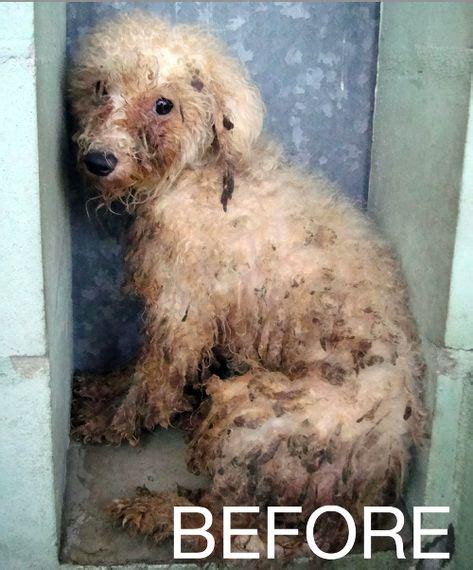 Puppy Mill Dogs Before And After Photos Puppy Mill Rescue Poodle