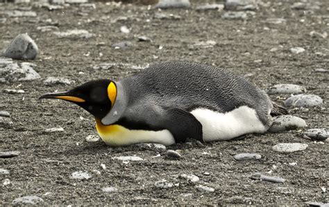 King Penguin New Zealand Birds Online
