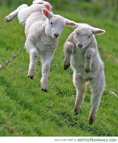 Spring Lamb Pictures Cute Baby Animal Pics Sky Dancing