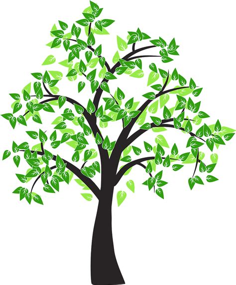 Tree Drawing Cottonwood Leaf Tree Vector Png Download 9921200