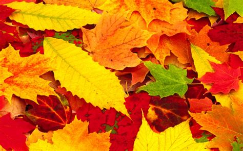 41 Autumn Leaves Wallpaper Hd