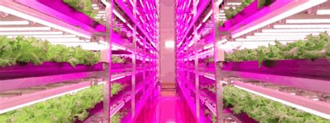 A wide variety of high end led grow light options are available to you, such as lighting and circuitry design, dialux evo layout and project installation.you can also the top supplying countries or regions are high end led grow light, china, and 100%, which supply {3}%, {4}%, and {5}% of {6} respectively. Horticultural LED Grow Lights » Hort Americas