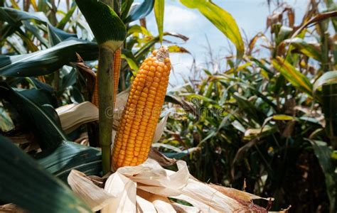 Ripe Corn On Stalks For Harvest In Agricultural Field Stock Photo