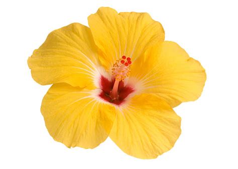 Hibiscus Flower Pictures Images And Stock Photos Istock