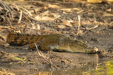 Saltwater Crocodile Crocodylus Porosus The Largest Crocodi Flickr