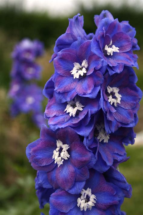 Some plants and flowers are toxic to cats, causing sickness, while others can be lethal. Candle Larkspur, Delphinium 'Dasante Blue' (Delphinium ...