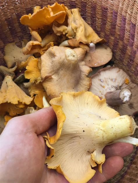 Chanterelle Mushroom Guide How To Forage And Use Tyrant Farms