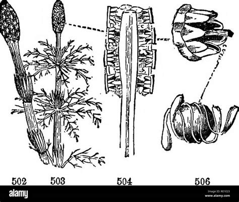 libro de clase de botánica contornos de la estructura la fisiología y la clasificación de