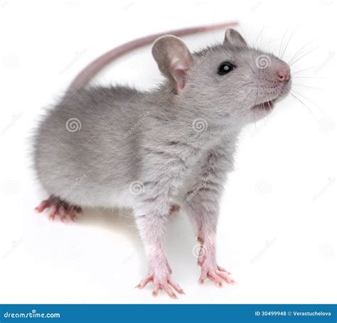 A Little Grey Rat Stock Photo Image Of Head Portrait 30499948