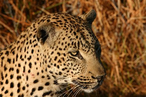 Fileafrican Leopard Chitwa South Africa Luca Galuzzi 2004 Wikipedia
