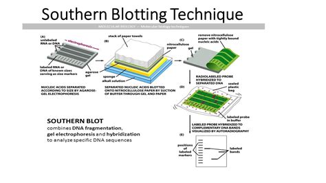 Southern Blotting Technique Southern Blot Probes Aep22